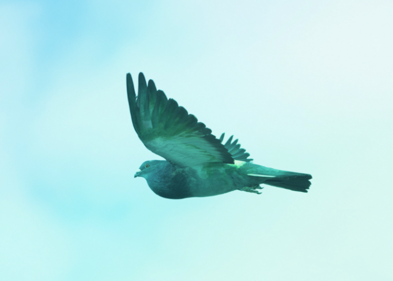 Telefónica presenta Pigram, la solución para seguir publicando en redes sociales y otros canales cuando no hay acceso a internet