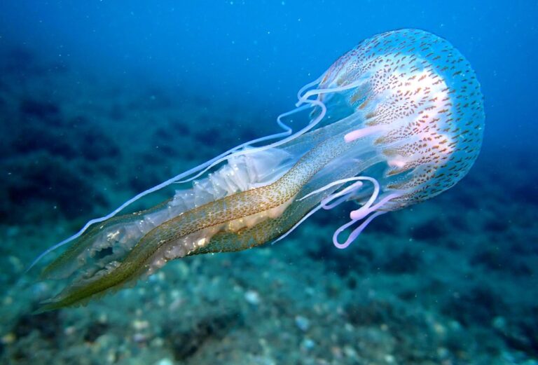 Un sistema de ciencia ciudadana relaciona las condiciones marinas de abril con la llegada de medusas en verano